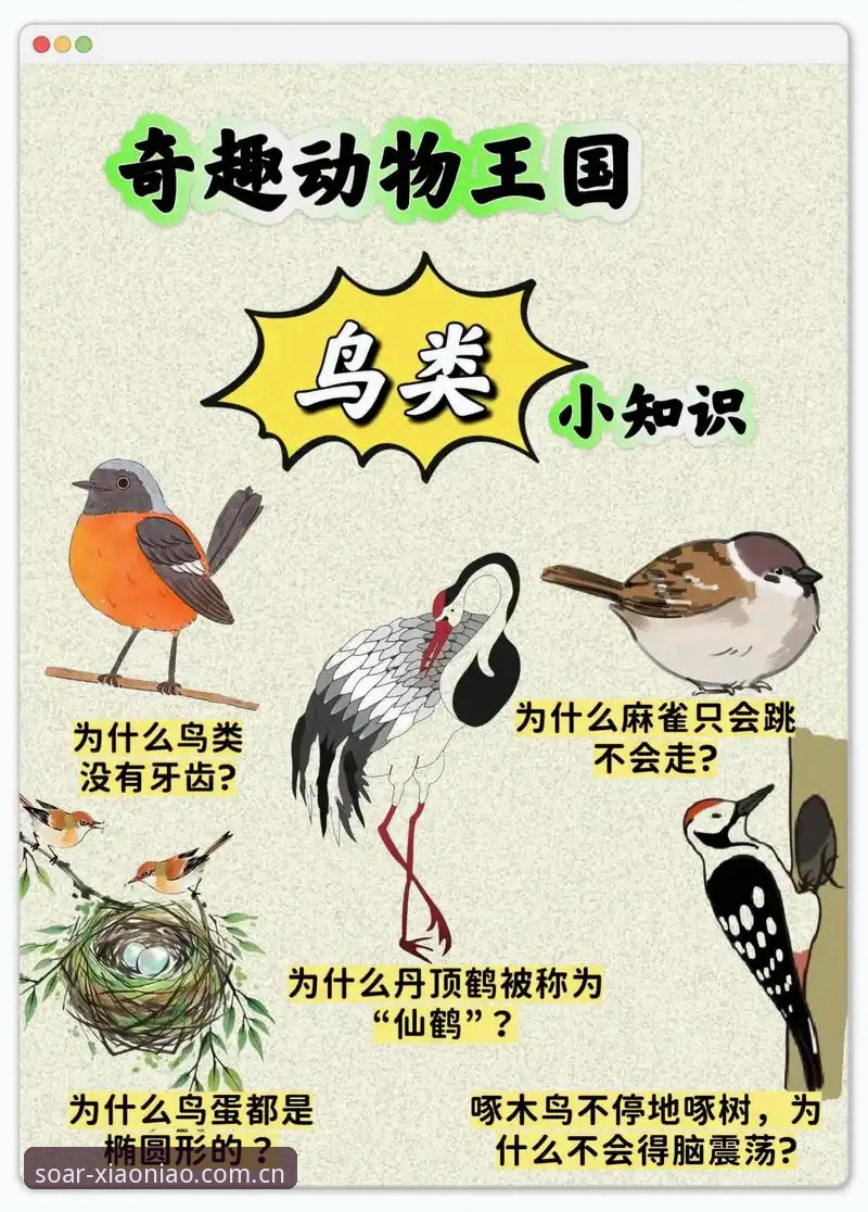 5个关键点带你全面了解小鸟体育是什么——一位老用户的真实体验分享