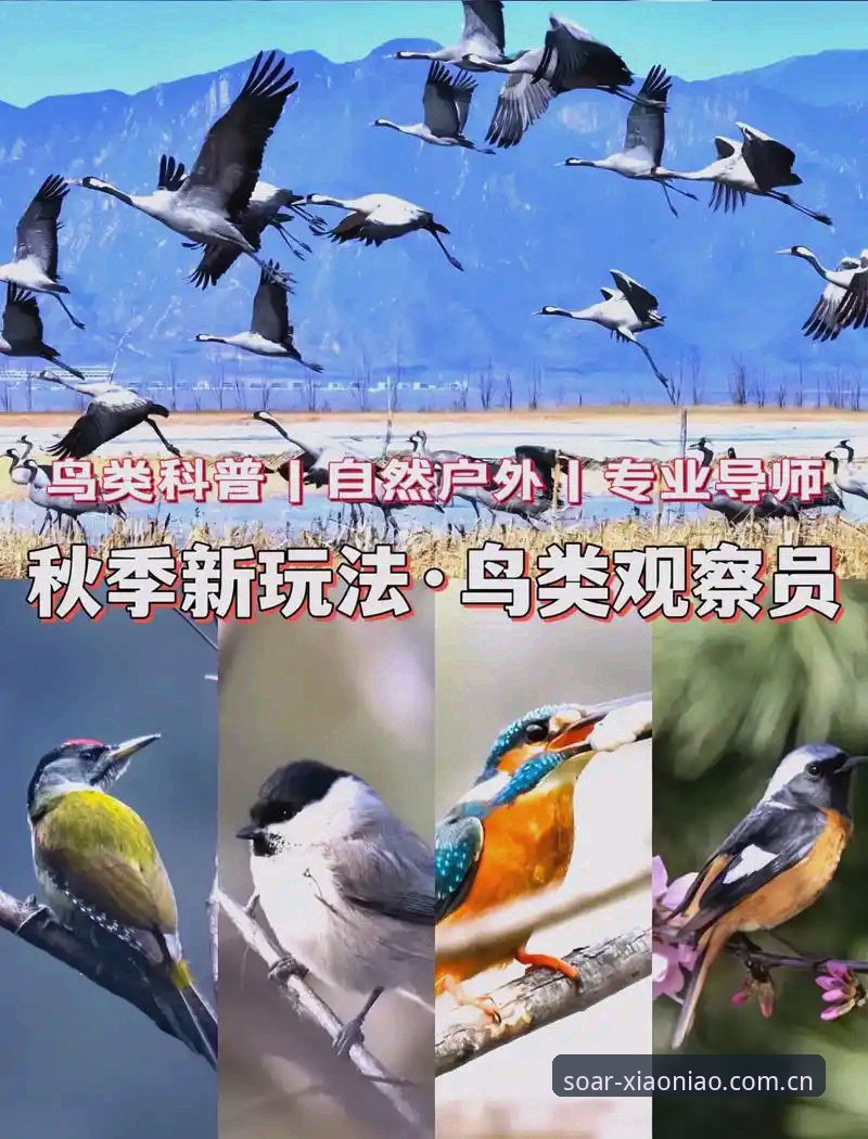 5个关键点带你全面了解小鸟体育是什么——一位老用户的真实体验分享